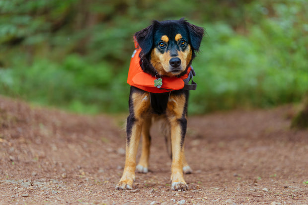 <h3>Pet Supplies</h3>